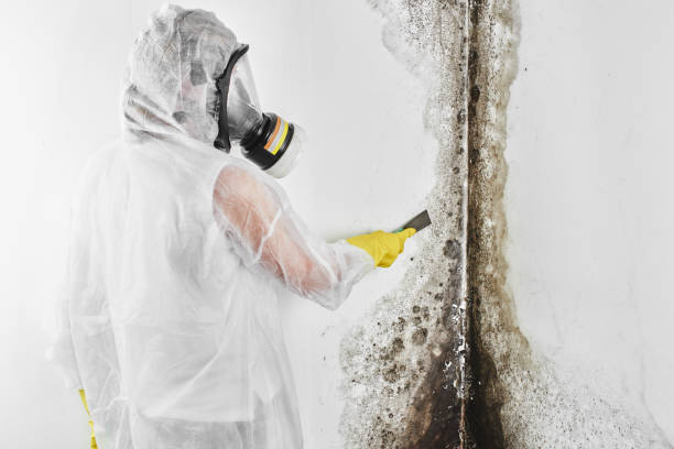 Best Residential Mold Remediation in Versailles, PA