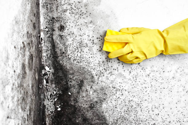 Best Commercial Mold Remediation in Versailles, PA
