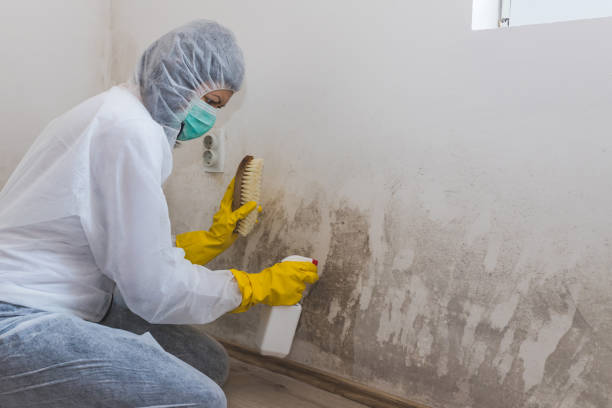 Trusted Versailles, PA Mold Remediation Experts