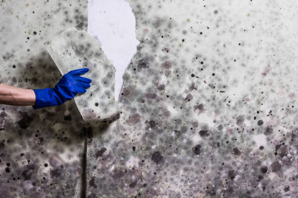 Best HVAC Mold Remediation in Versailles, PA